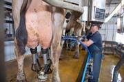 Ein Bauer melkt seine Kühe. (Bild: Maria Schmid)