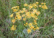 Hübsche Wiesenblumen, die für Kühe und Pferde tödlich sein können: das Jakobskreuzkraut. (Bild: PD)