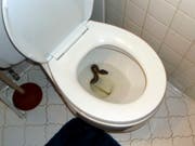 Schlange in der Toilette: Ein Mann entdeckte in seinem Haus in Virginia Beach an der US-Ostküste eine Königspython. (Bild: KEYSTONE/AP James Hooper)