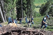 Die Pilatus-Lehrlinge räumen den Wald bei Sedrun auf. (Bild: Susi Rothmund)