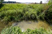 Noch wurden im der Region Werdenberg keine Bewässerungsverbote erlassen. Wegen der Trockenheit dürfen die Bauern im Kanton Thurgau seit einer Woche ihre Felder nicht mehr mit Wasser aus den Bächen und Flüssen bewässern. (Bild: Donato Caspari)