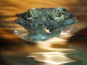 Auf der thailändischen Ferieninsel Phuket wurde ein bis zu drei Meter langes Krokodil im Meer gesichtet. (Bild: KEYSTONE/STEFFEN SCHMIDT)