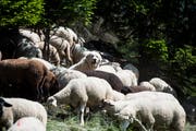 Ein Schutzhund bewacht seine Schafherde auf einer Alp im Wallis. Bild: Jean-Christophe Bott/Keystone (Plan-Cernet, 10. Juni 2014)