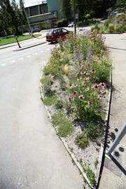 An Luzerns Strassenrändern werden nur einheimische Pflanzen gepflanzt, wie hier in Würzenbach. (Bild: Jakob Ineichen (Luzern, 13. Juli 2018))
