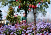 Markus Jiménez von der Stadtgärtnerei bewässert ein Blumenbeet bei der Bushaltestelle Hirtenhof in Luzern. (Bild: Stefan Kaiser (Luzern, 23. Juli 2018))