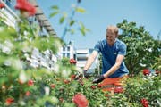 Obergärtner Andreas Hüsler kümmert sich um die roten Rosen im Martinspark. (Bild: Maria Schmid (Baar, 19. Juli 2018))