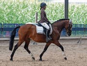 Dritter Platz für Sina Schett und Top Mega Macho in der Dressurprüfung in Oberriet. (Bild: Corinne Hanselmann)