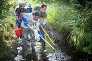 Fünf Mann im Bach, zwei beim Auto: Der Aufwand für die Fischrettung ist immens. (Bilder: Ralph Ribi)