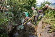 Sie retten Fische aus dem Truebbach in Schüpfheim: Gastfischer Erwin Dahinden (links), Philipp Amrein (Mitte) von der kantonalen Dienststelle Landwirtschaft und Wald und Jäger Heinz Stalder. (Bild: Philipp Schmidli, 23. Juli 2018)