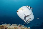 Grauer Doktorfisch (Acanthurus mata) wird von Putzerfisch gereinigt, Great Barrier Reef, Australien. (Bild: Imago)