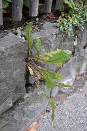 Unkraut wird in Appenzell Innerrhoden seit diesem Jahr ausschliesslich mit Wasserdampf bekämpft. Der Einsatz giftiger Pestizide gehört somit der Vergangenheit an. (Bild: Miranda Diggelmann)