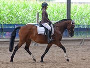 Dritter Platz für Sina Schett und Top Mega Macho in der Dressurprüfung in Oberriet. (Bild: Corinne Hanselmann)
