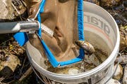 Glück gehabt: Für diesen Fisch kam die Rettung gerade noch rechtzeitig. (Bild: Philipp Schmidli (Schüpfheim, 23. Juli 2018))