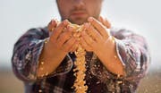 Produzenten im Fokus: Die Organisation «Bauern Unternehmen» setzt sich für weniger Staat in der Landwirtschaft ein. (Bild: Dusan Kostic/PD)