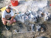 Der Saurierfuss wurde 1998 ausgegraben. Nun ist klar: «Bigfoot» ist ein naher Verwandter der Brachiosaurier. (Bild: KUVP)