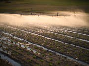 Wegen der anhaltenden Trockenheit müssen quer durch die Schweiz die Felder künstlich bewässert werden. (Bild: KEYSTONE/GIAN EHRENZELLER)