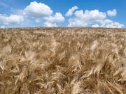 Syngenta ist dank Brasilien und China wieder gewachsen. (Bild: KEYSTONE/ENNIO LEANZA)