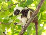 Lisztäffchen-Nachwuchs im Huckepack - zu sehen im Zoo Basel. (Bild: Zoo Basel (Torben Weber))