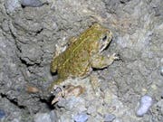 Die Kreuzkröte zählt zu den seltenen Amphibienarten. In unserer Region ist sie nebst Jonschwil nur in Kirchberg zu beobachten. (Bild: PD)