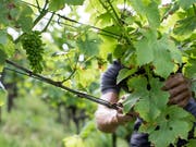 Während viele Agrarbereiche unter der momentanen Trockenheit leiden, können die Weinbauern dem Wassermangel auch etwas Positives abgewinnen: Krankheiten treten seltener auf. (Bild: KEYSTONE/ALEXANDRA WEY)