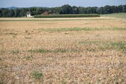 Trockenes Feld bei Züberwangen. (Bild: Ralph Ribi)