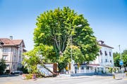 Der Kastanienbaum steht direkt neben der Terrasse des Park Hotels. (Bild: Andrea Stalder)