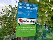 Die EU-Richter in Luxemburg haben am Mittwoch die sogenannte Mutagenese-Methode dem EU-Gentechnikrecht unterstellt. Greenpeace Schweiz und die Schweizer Kleinbauern-Vereinigung fordert nun das Gleiche für die Schweiz. (Bild: KEYSTONE/GAETAN BALLY)