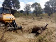 Der junge Elefant hatte bereits die ganze Nacht in der Schlammgrube verbracht, als Tierschützer mit einer Planierraupe die steilen Wände der Grube abflachten. (Bild: Kariba Animal Welfare Fund Trust)