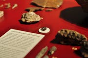 Der aktuelle Fund aus Steckborn wird nun in der laufenden Kabinettsaustellung im Thurgauer Naturmuseum gezeigt. (Bild: Silvan Meile)