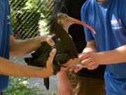 Zuerst nach Österreich, dann in die Toskana: Vier junge Waldrappen aus dem Zürcher Zoo werden ausgewildert. (Bild: Zoo Zürich)