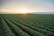 Fast jede zehnte aus den USA exportierte Sojabohne stammte im vergangenen Jahr aus dem vergleichsweise kleinen Iowa. (Bild: Daniel Acker/Bloomberg; 19. Juni 2018)