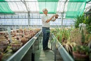 Aus den Samen zieht Hanspeter Schuhmacher in den Gewächshäusern Pflanzen für den botanischen Garten. (Bild: Benjamin Manser)