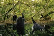 Begehrter Platz zum Abkühlen: Schimpansen in der Fongoli-Savanne in Senegal. (Bild: Imago)