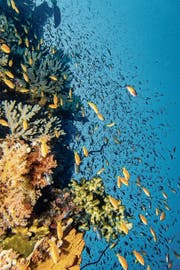 Ein paar Flecken unberührter Wildnis gibt es noch in den Weltmeeren, wie hier in einem Korallenriff am Roten Meer. (Bild: Getty)