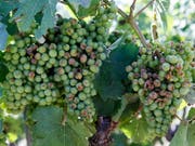 Die Weinberge in den Regionen Le Mandement GE und La Côte VD waren vom heftigen Hagel am Freitag besonders betroffen. Die Trockenheit dämmt indes die Fäulnisgefahr ein. (Archiv). (Bild: KEYSTONE/SALVATORE DI NOLFI)