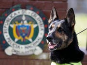 Die Drogenspürhündin Sombra ist ein Alptraum für Drogenhändler. Sie hat bereits fünf Tonnen Kokain aufgespürt. (Bild: KEYSTONE/AP/FERNANDO VERGARA)