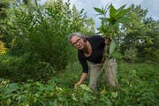 Susan Fehr ist Freiwillige Neophyten-Bekämpferin. Hier im Benziwilerwald in Emmenbrücke beim Beseitigen eines Drüsigen Springkrauts. (Bild: Dominik Wunderli, 10. Juli 2018)