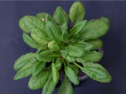   Habitat Acker-Schmalwand / Arabidopsis thaliana (also known as Schottenkresse or Gänserauke - cruciferous family). (Image: UniNE) 