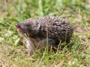 Igel, Vögel und andere Kleintiere leiden unter der Trockenheit. Tierschützer raten, Wasserschalen im Garten aufzustellen. (Bild: KEYSTONE/EPA/TOMASZ WOJTASIK)