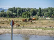 Der Bodenseepegel sinkt jeden Tag um drei Zentimeter: Die Schifffahrt zwischen Rorschach, Altenrhein und Rheineck ist ab kommendem Montag nicht mehr möglich. (Bild: Hanspeter Schiess)