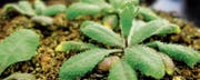 Die Wildpflanze Acker-Schmalwand (Arabidopsis thaliana) kommt in Europa häufig vor. (Bild: Getty)