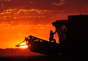Experten rechnet damit, dass der Handelsstreit zwischen der USA und China vor allem US-Farmer treffen wird. (Bild: Diego Giudice)