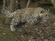 Im Nordkaukasus sind zwei Persische Leoparden ausgewildert worden. (Bild: WWF/Daniel Manganelli)