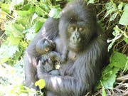 Das Berggorilla-Weibchen Anangana im Virunga-Nationalpark mit ihrem Neugeborenen im Arm. (Bild: Virunga National Park)