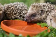 Dieser Igel hat's gut: Er wird in der Auffangstation in Ebikon gestärkt. (Bild: Philipp Schmidli, 7. August 2015)