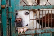 Hunde sind schweizweit die häufigsten Opfer von Vernachlässigungen und Quälereien. (Symbolbild: Getty)