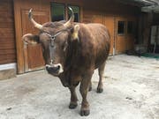 Der Siegermuni des «Innerschweizerischen» 2019 in Flüelen bereitet sich aktuell in einem Urner Seitental auf seine grossen Auftritte vor. (Bild: PD, 21. Juni 2018)