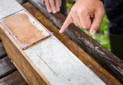 Ein Spurentunnel mit Pfotenabdrücken von kleinen Säugetieren. (Bild: Andrea Stalder)