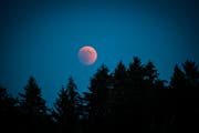 Der Blutmond: Fotografiert von der Sternwarte in Andwil. (Bild: Ralph Ribi)