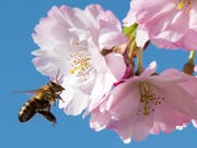 Die Auswirkungen von Insektenmitteln auf Bienen sind umstritten. Der Einsatz mehrerer Schutzmittel mit bestimmten Wirkstoffen ist darum in der EU eingeschränkt. (Bild: KEYSTONE/AP/JENS MEYER)